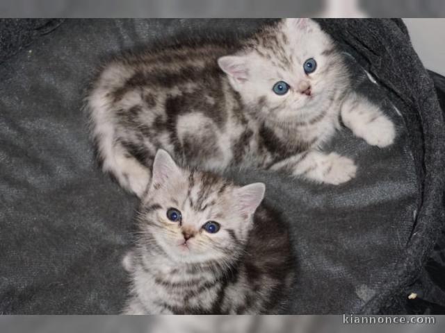 2 adorables chatons British sevrés