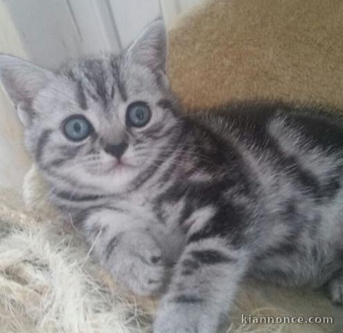 Deux chatons British shorthair tigrés