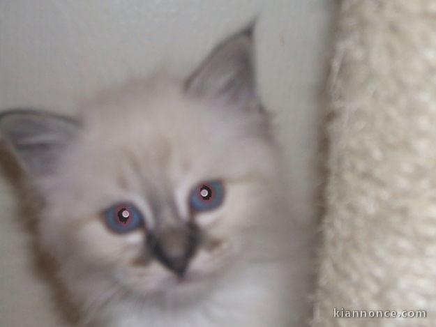 Deux chatons sacré de Birmanie mâle et femelle a donner