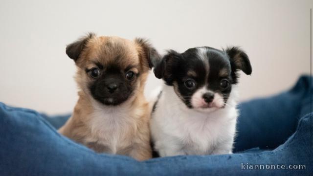 Chiots Chihuahua pour adoption