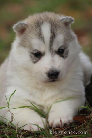 disponible de suite bb Husky de Sibérie.