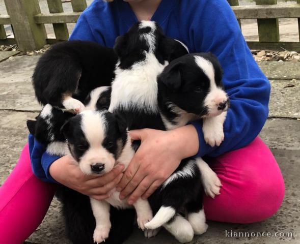 Race Pure Border Collie Pour donner 