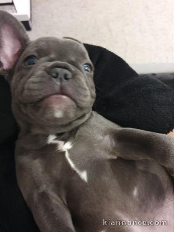 magnifiques chiots type Bouledogue Français contre bon soin