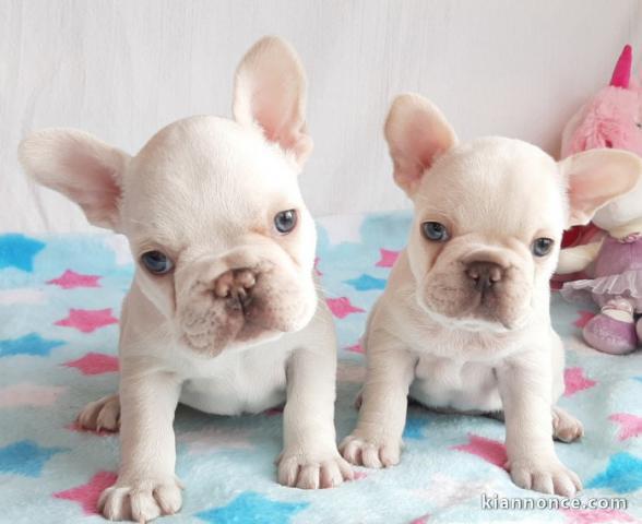 magnifiques chiots type Bouledogue Français contre bon soin