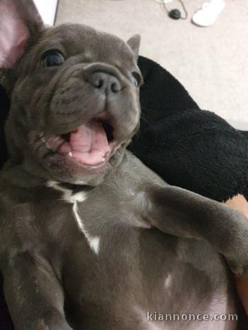 magnifiques chiots type Bouledogue Français contre bon soin