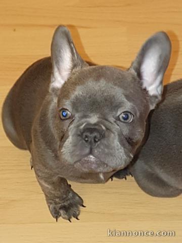 magnifiques chiots type Bouledogue Français contre bon soin