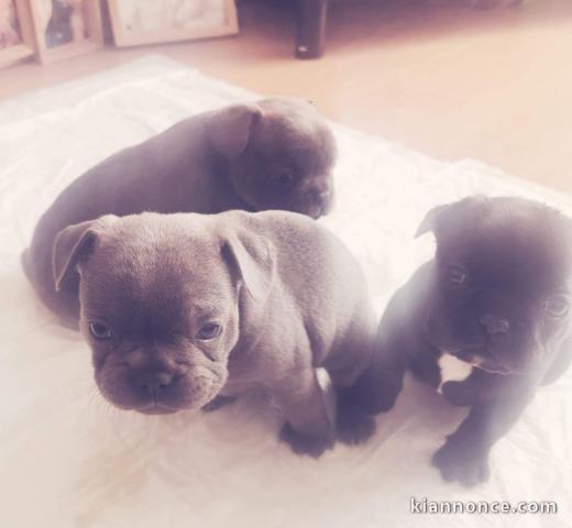 magnifiques chiots type Bouledogue Français contre bon soin