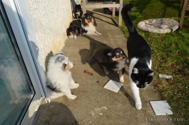 Magnifique chiots berger shetland