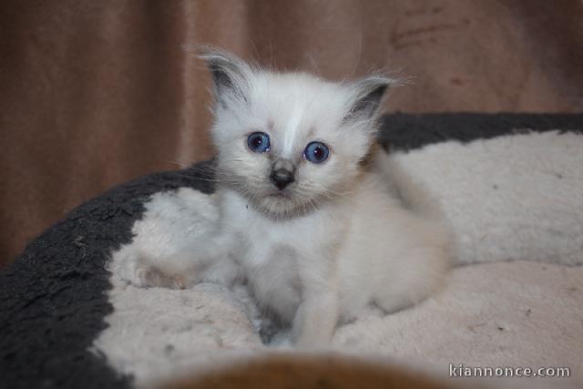 disponible de suite chatons de type sacre Birmanie