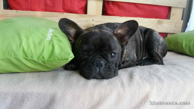 magnifiques chiots type Bouledogue Français contre bon soin