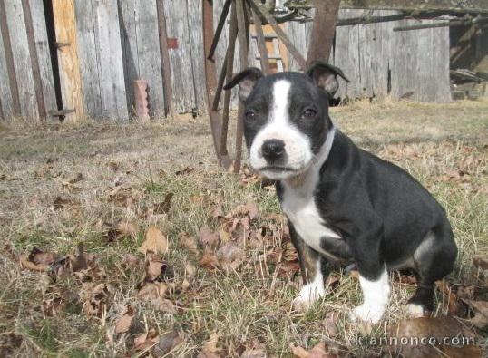 A donner Chiots staffordshire bull terrier