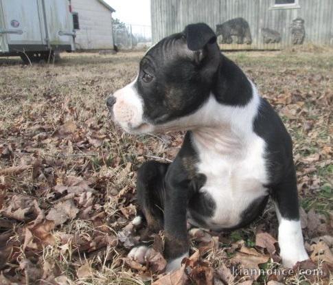 A donner Chiots staffordshire bull terrier