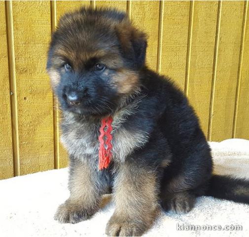 Chiots berger allemand LOOF