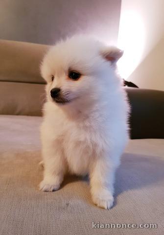 A donner chiots spitz nain