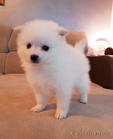 A donner chiots spitz nain