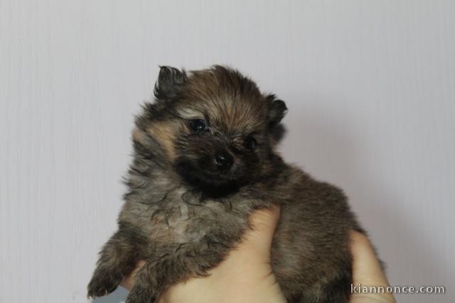  CHIOTS SPITZ ALLEMAND LOF