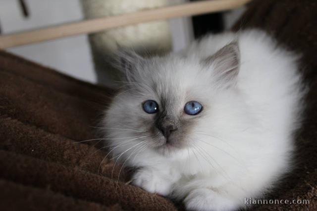 Quatre très beau chatons de race Sacré de Birmanie