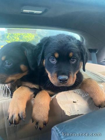 Magnifique chiots Rottweiler lof