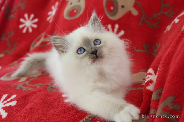 Quatre très beau chatons de race Sacré de Birmanie