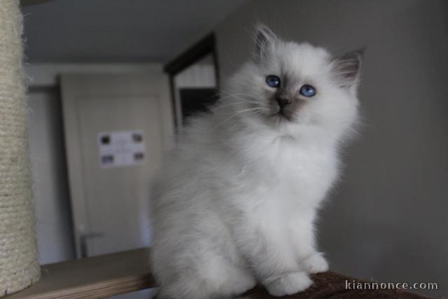 Quatre très beau chatons de race Sacré de Birmanie