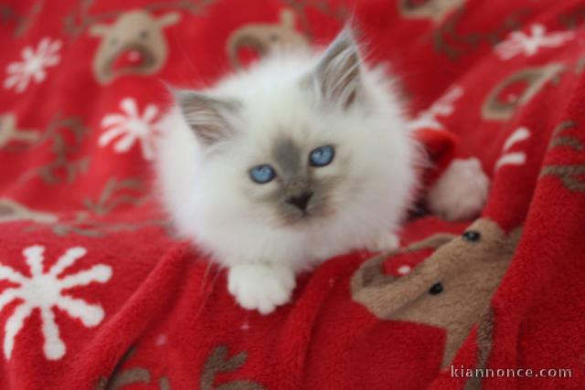 Quatre très beau chatons de race Sacré de Birmanie