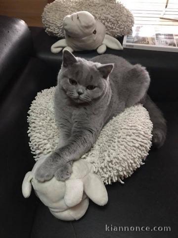 A donner chatons british shorthair