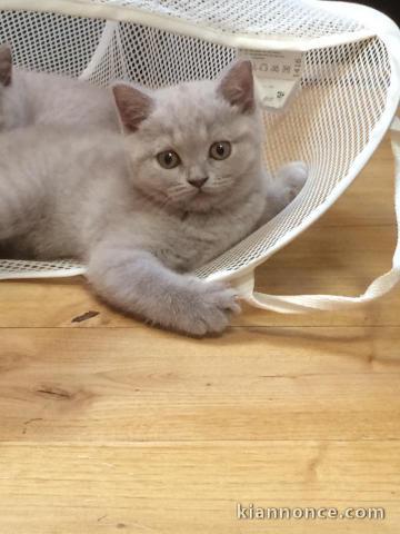 A donner chatons british shorthair