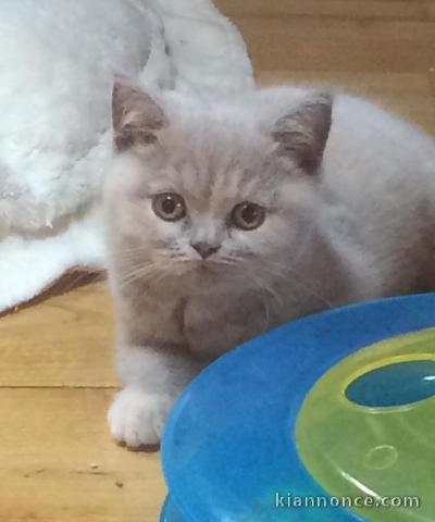 A donner chatons british shorthair