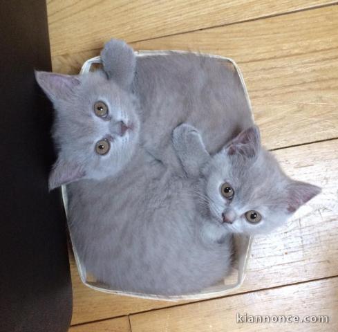 A donner chatons british shorthair