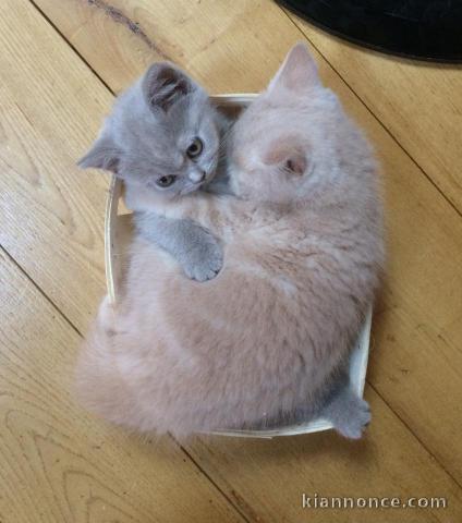 A donner chatons british shorthair