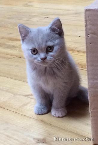 A donner chatons british shorthair