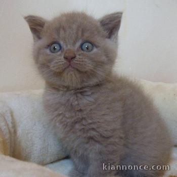 Donne Chaton british shorthaïr 