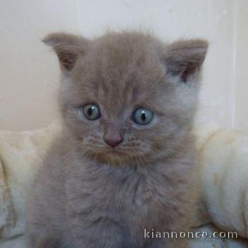 Donne chaton british shorthaïr 