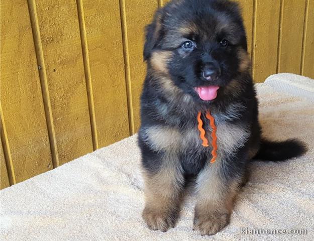 Chiots berger allemand LOOF