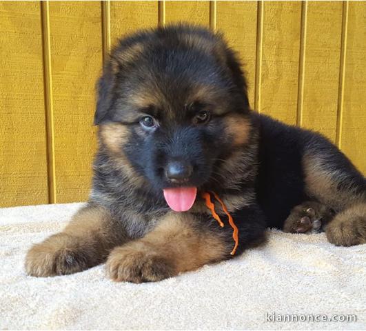 Chiots berger allemand LOOF