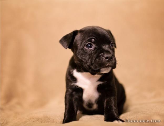 A donner Chiots staffordshire bull terrier