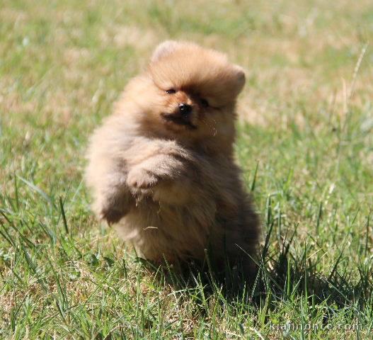 A donner Magnifiques chiots spitz nain