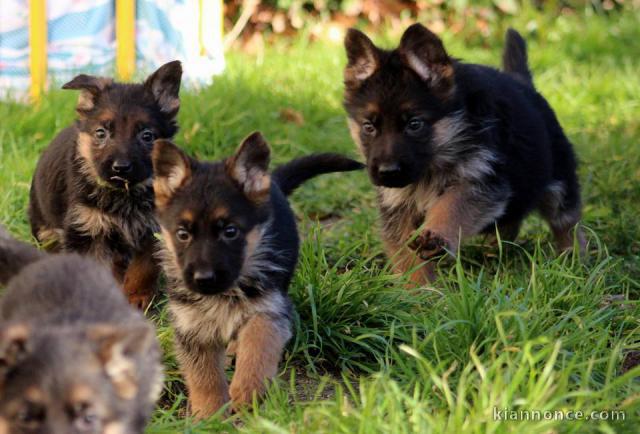 Chiots berger allemand 