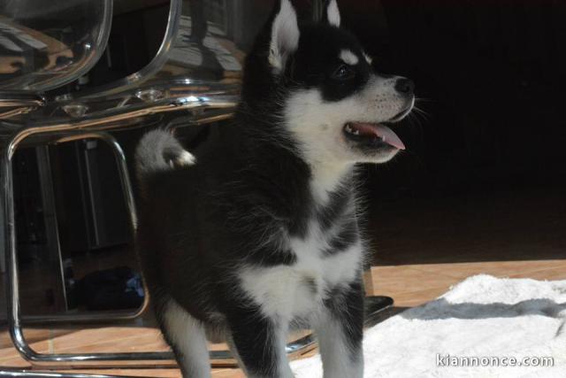 A donner chiots Husky de sibérien 