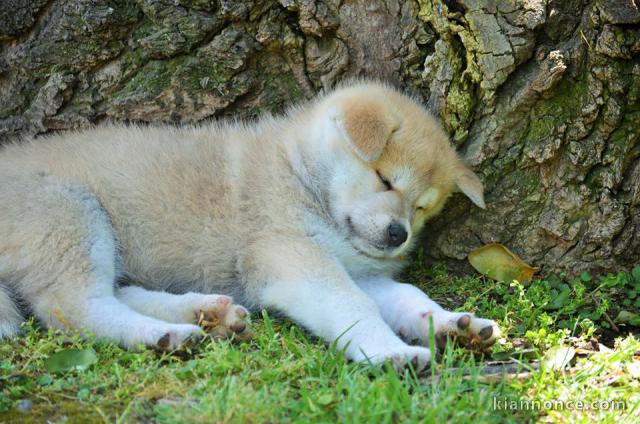  Chiots akita inu lof a donner