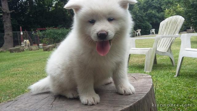 Chiots akita inu lof a donner