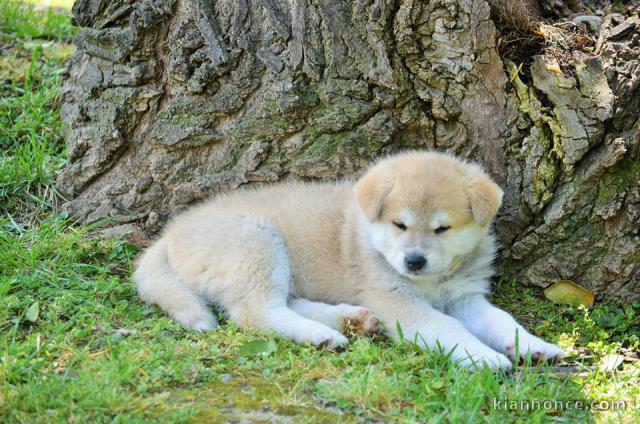 Chiots akita inu lof a donner