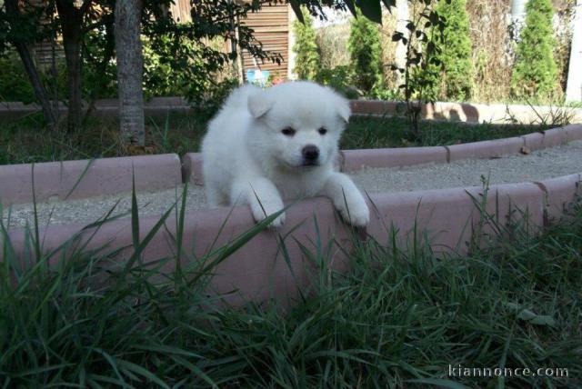 Chiots akita inu lof a donner