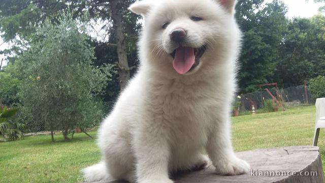 Chiots akita inu lof a donner