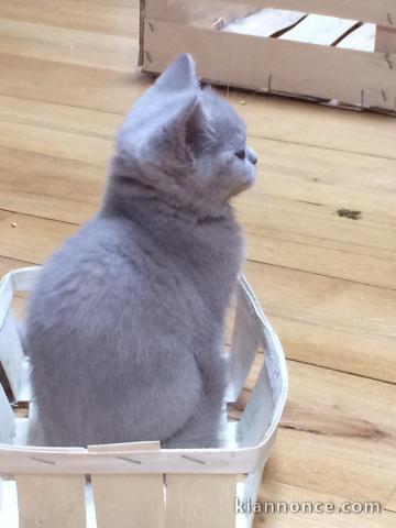 A donner chatons british shorthair