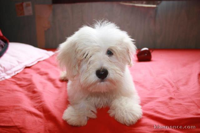 Magnifiques chiots bichon havanais à donner