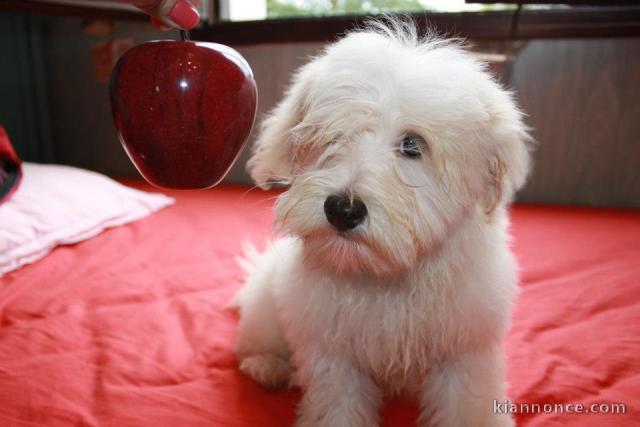 Magnifiques chiots bichon havanais à donner