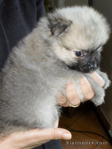 SPITZ POMERANIAN type NOUNOURS