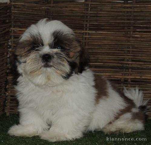 Chiots shih tzu disponibles tout de suite!