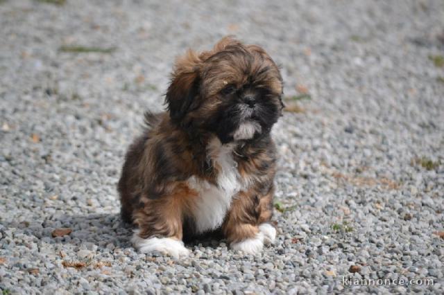 Chiots shih tzu disponibles tout de suite!